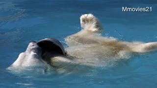 ララの背泳ぎ始まる~Polar Bear in the pool