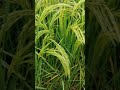 pusa basmati 1 paddy 75 days crop