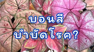 EP.10 สวนบอนสีพระทำ | บอนสีบำบัดโรคจริงหรือ? พาชมบอนสีแรร์ไอเทม บอนสีโบราณ น่าสะสม