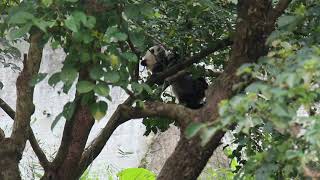 圓寶黑白小熊高高掛,抱住樹枝不鬆手| The Giant Panda Yuan Bao熊貓|台北市立動物園