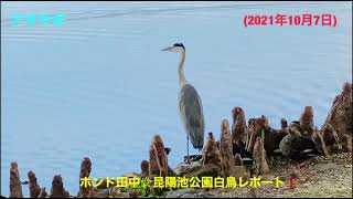 ボンド田中☆昆陽池公園白鳥レポート❗️