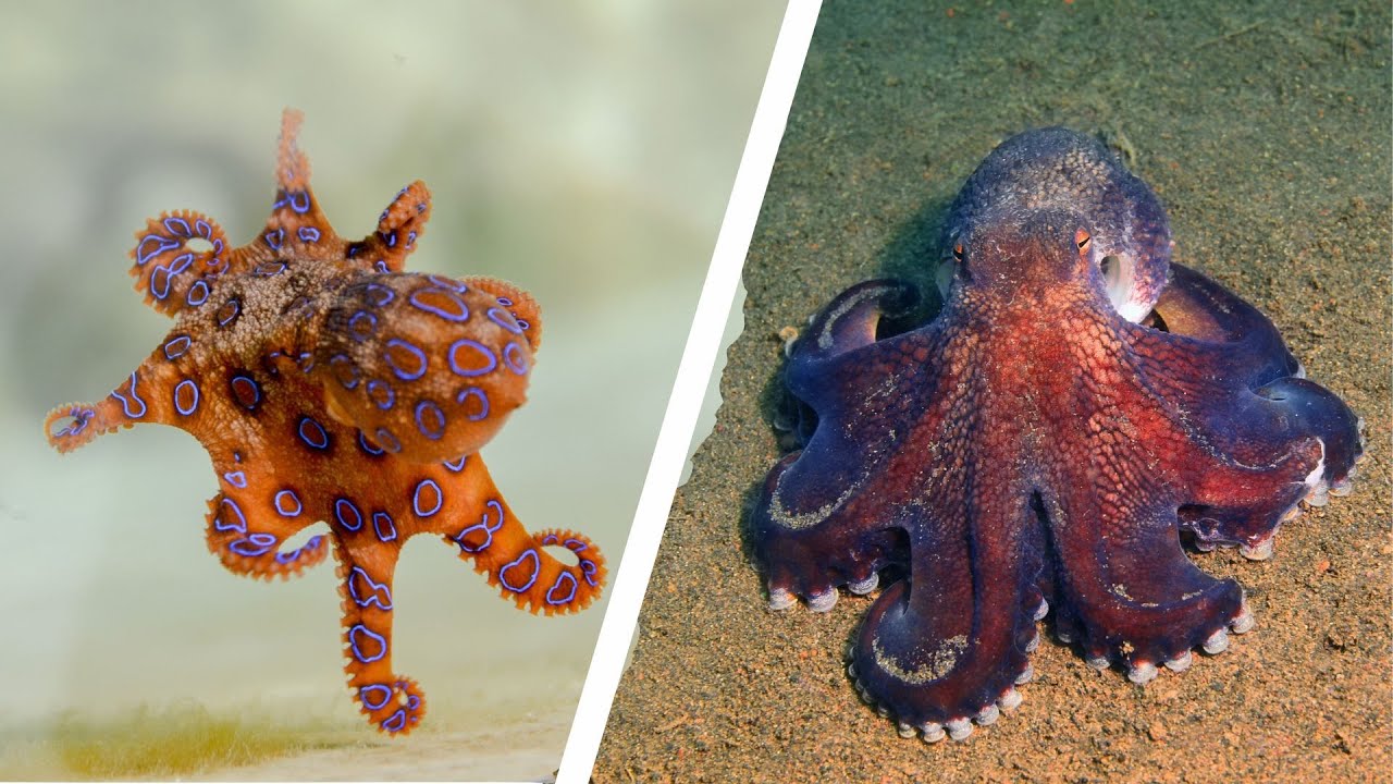 Types Of Octopus | Different Types Of Octopus Species - YouTube