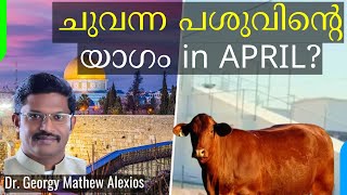 ചുവന്ന പശുവിൻ്റെ യാഗം in April? | Red Heifer Sacrifice in This April?