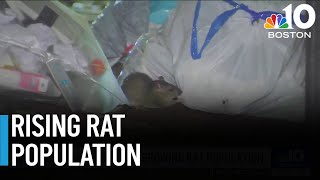 Could climate change be making Boston's rat problem worse?