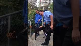 民署組織傳媒到逸園狗場瞭解格力犬情況