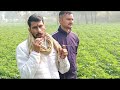 आलू की फसल भाग 01 नव युवा ने पहली बार शानदार कार्य किया by deepak sharma agriculture farming cro