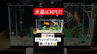 涼んでますか〜!? ⇨ GEXに交換してもらった水槽です♪　#水槽 #金魚 #diy #shorts