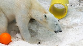 Polar Bear \