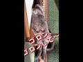 【ロシアンブルー】めろんは壁ぎわが好き⁇【猫】 shorts