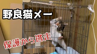 【保護猫】ちょっと前に一回現れた野良猫ちゃんを保護したけど暴れて逃走したものの何事も無かった様に戻ってきて保護するか迷い中