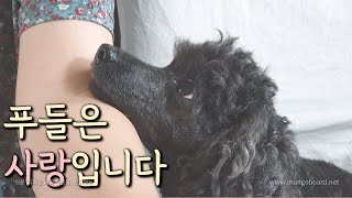 푸들은 사랑이라고 하는 이유 - 푸들탐구생활