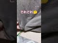 こたつの女神🤣 shorts 猫 cat