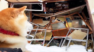 Shibe stares at the completely destroyed office. I have a favor to ask of you all.