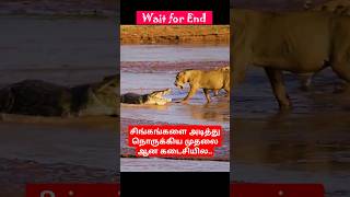 சிங்கங்களை அடித்து நொறுக்கிய முதலை ஆன கடைசியில.. #lion #crocodile #hunting #shorts