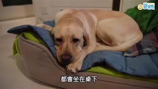 三度成為導盲犬寄養家庭 母女同心：牠有偉大使命