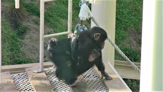 リュウ家族 チンパンジー 71 Chimpanzee Ryu family groups