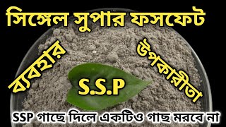 সিঙ্গেল সুপার ফসপেট কেনো ব্যবহার করবেন। How To Use Ssp For Plant Complete Information In Bengali 🙏