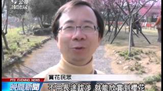 20140206 公視晚間新聞 雲林古坑櫻花盛開 賞花人潮不斷