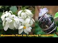 Mussaenda plant air layering propagation | How to propagate mussaenda plant using air layering