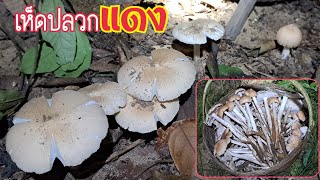 เกือบไม่ได้แกง!! เก็บเห็ดปลวกแดง🍄  ในวันที่เห็ดออกไม่เยอะ สุดท้ายกะยังหมานครับ | 5 ส.ค. 65