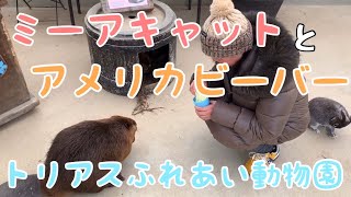 トリアスふれあい動物園に行ってきました　アメリカビーバー ミーアキャット トリアスふれあい動物園 福岡県久山町 meerkats and american beaver lovely animals