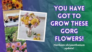 You have GOT to grow these GORGEOUS FLOWERS! Heirloom chrysanthemum review 2023 from our flower farm