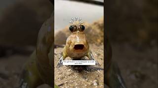 This girl took in a mudskipper as a pet and then... #animalshorts #shortsvideo