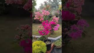 multicolor bougainvillea plant #multicolor#bougainvillea#plant#3#variety#colour#flowers# price#2000#