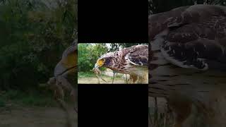 eagle everytime calling training #shortvideo #eagle #wildlife