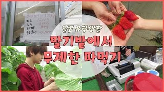 딸기밭 체험! 무제한으로 따서 바로 먹어요! [일본유학] ㅣ비글S2 BeagleS2