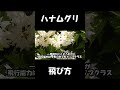 ハナムグリが飛ぶ瞬間【資料映像】【理科】【スロー映像】【昆虫観察】 shorts