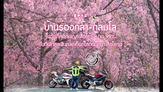 จุดกางเต็นท์ บ้านร่องกล้า ชมดอกพญาเสือโคร่ง ภูลมโล |เทป15||ROAD TRIP|