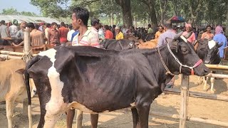 @ শুক্রবার ৬/১২/২৪ || বড় বড় ফ্রিজিয়ান ক্রস জাতের শুকনো হাড্ডিসার গাভী গরুর দাম জানুন || যশোর