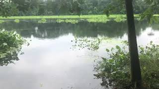 Noboganga River Magura/  নবগঙ্গা নদীর বর্তমান অবস্থা ও গ্রাম বাংলার অপরুপ সৌন্দর্য।