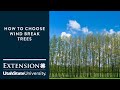 How to Choose Wind Break Trees