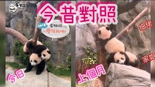 🐼#家姐踩着細佬上樹，細佬好無奈～ 其實上個月才被細佬踩住個頭上樹， 家姐都冇埋怨噃😅 #大熊貓bb成長日誌～ #家姐細佬 #panda #cute #海洋公園 #萌宠 #盈盈#樂樂