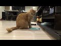 猫の日常、イタズラ編 cat s daily life mischief