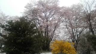 満開の桜に雪かよ 4/8'15