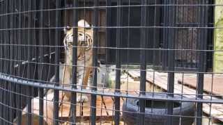 アムールトラの「メイメイ」　(野毛山動物園、2013/09/23)