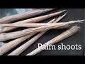 how to boil steam palm shoots .thegalu తేగలు ఉడక బెట్టే విధానం