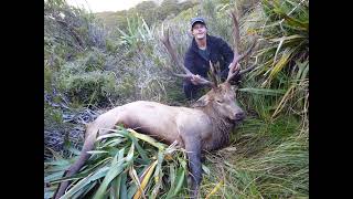 Massive Fiordland Wapiti Bull. Kakapo creek. Upper Glaisnock NZ