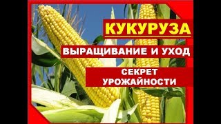 Секреты выращивания КУКУРУЗЫ/ Как выращивать кукурузу в Сибири. Кукуруза на даче: посадка и уход
