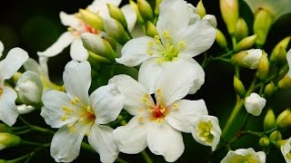 2015客家桐花祭- 油桐花盛開 Tung flowers