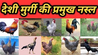 देशी मुर्गी के 10  प्रमुख नस्ल | desi murgi ko kaise pahchane | desi murgi