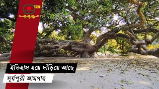 এশিয়া মহাদেশের সবচেয়ে বড় আমগাছ ঠাকুরগাঁওয়ে || Mango | Mango Tree | Thakurgaon | BTV