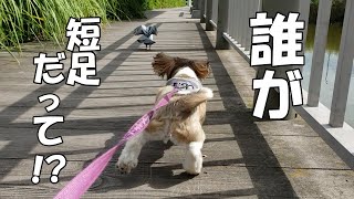 【シーズー】ハトをからかうつもりがいつの間にからかわれていた犬。がこちら。【犬Vlog】＃シーズー＃シーズーふくちゃん＃shihtzu