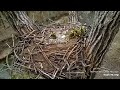 decorah ~ goslings jump from eagles nest 🐥 full 54 minute coverage of heart pounding action 4.28.22