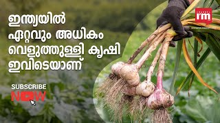 എന്തുകൊണ്ടാണ് വെളുത്തുള്ളി കൃഷിയിൽ ഈ സംസ്ഥാനം മുന്നിലെത്തിയത്? Garlic Producing State in India