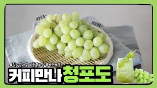 [커피만나] 고당도 청포도💚 ㅣ샤인머스캣 ㅣ해외직수입과일