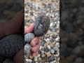 what is that 🤯 hidden fossil .... ammonite fossils fossilhunting eastyorkshire holderness